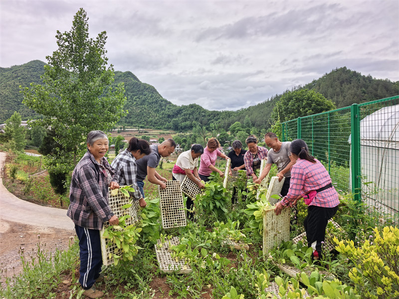 李涛征得烟农同意后帮助烟农销毁剩余烟苗。李豪摄