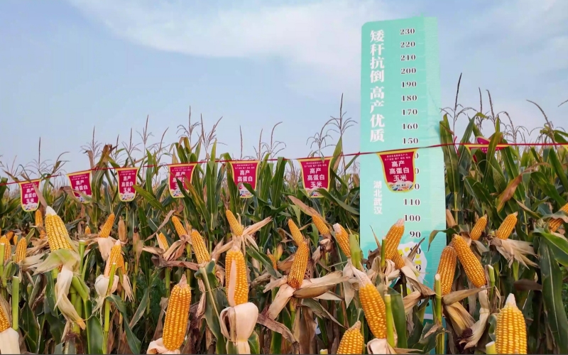 玉米新品种的生长状态。戴壮摄