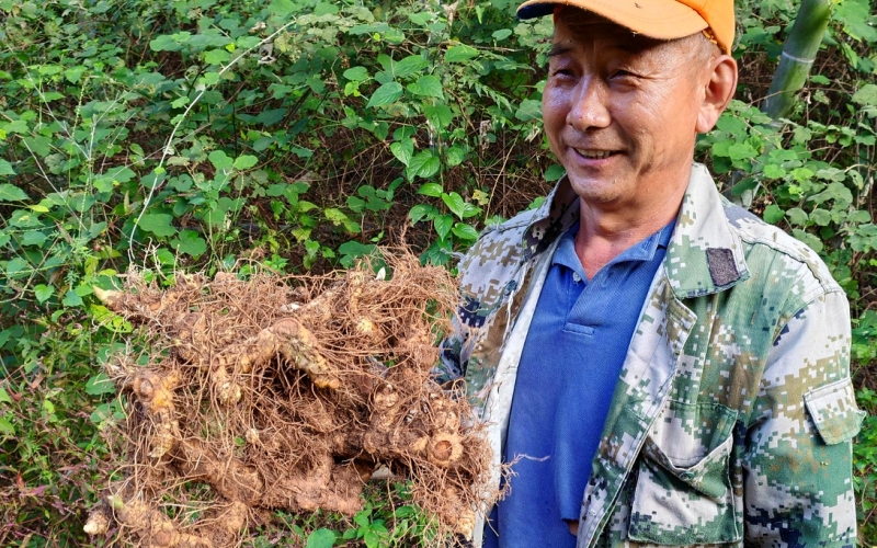 彭家垅村農戶成良春展示種植的黃精。