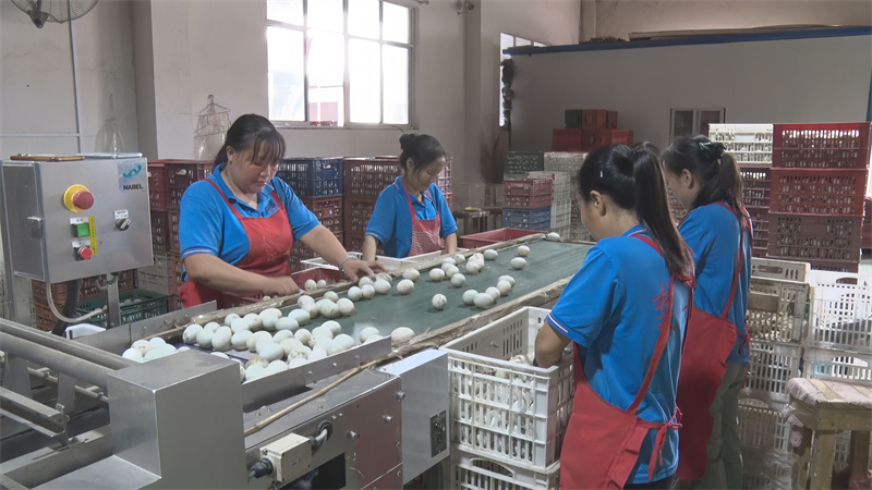 工作人員正在觀察鴨蛋外觀是否有破損。程淇攝