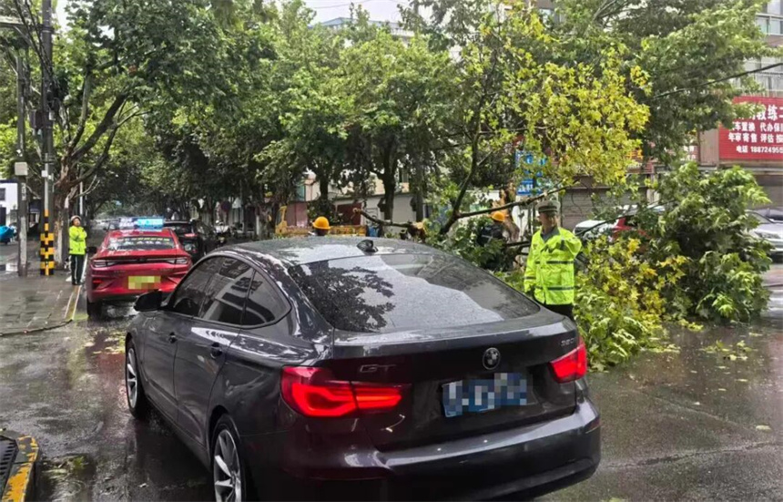 8月11日7時許，荊州交警協同園林部門清理倒伏樹木，引導車輛有序通行。