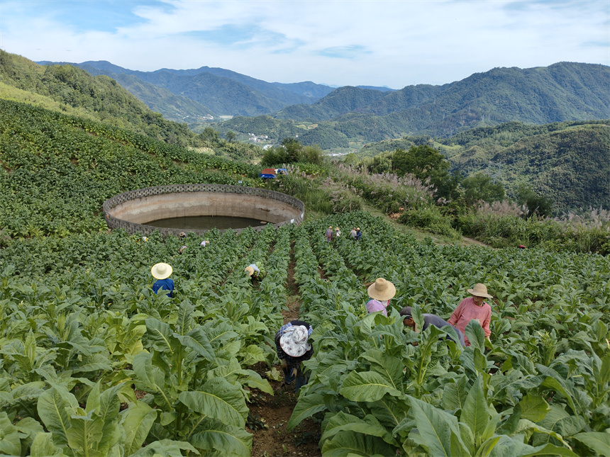 湖北竹山：金葉採收正當時