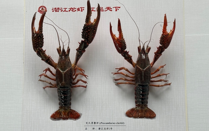潛江龍蝦1號。湖北省小龍蝦產業技術研究院供圖