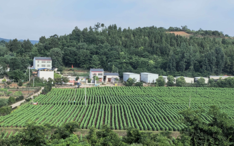田間煙株。