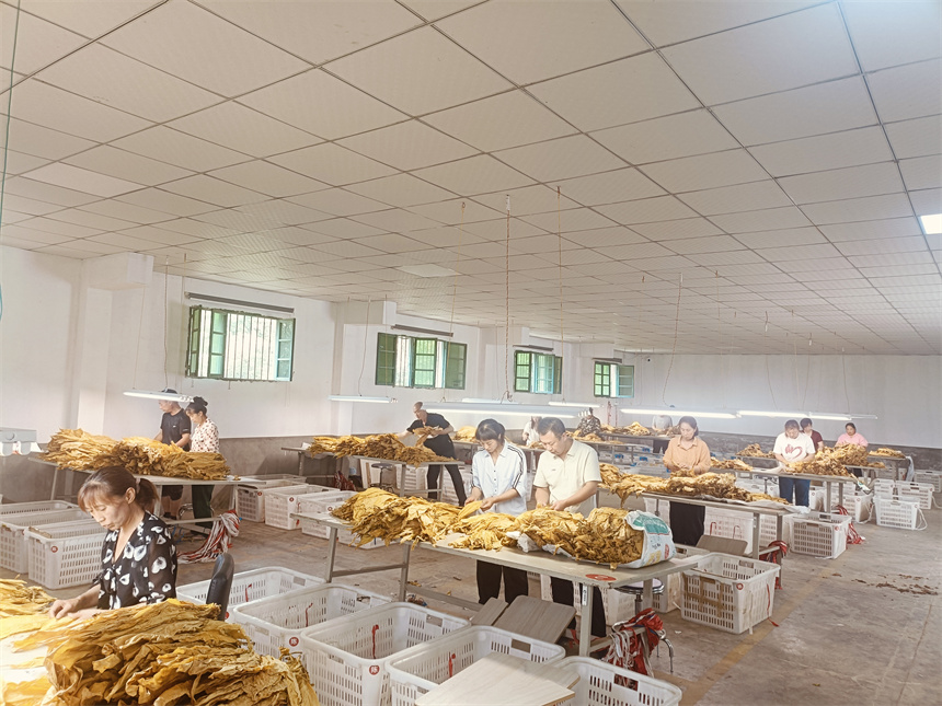 金叶铺展增收卷【2】