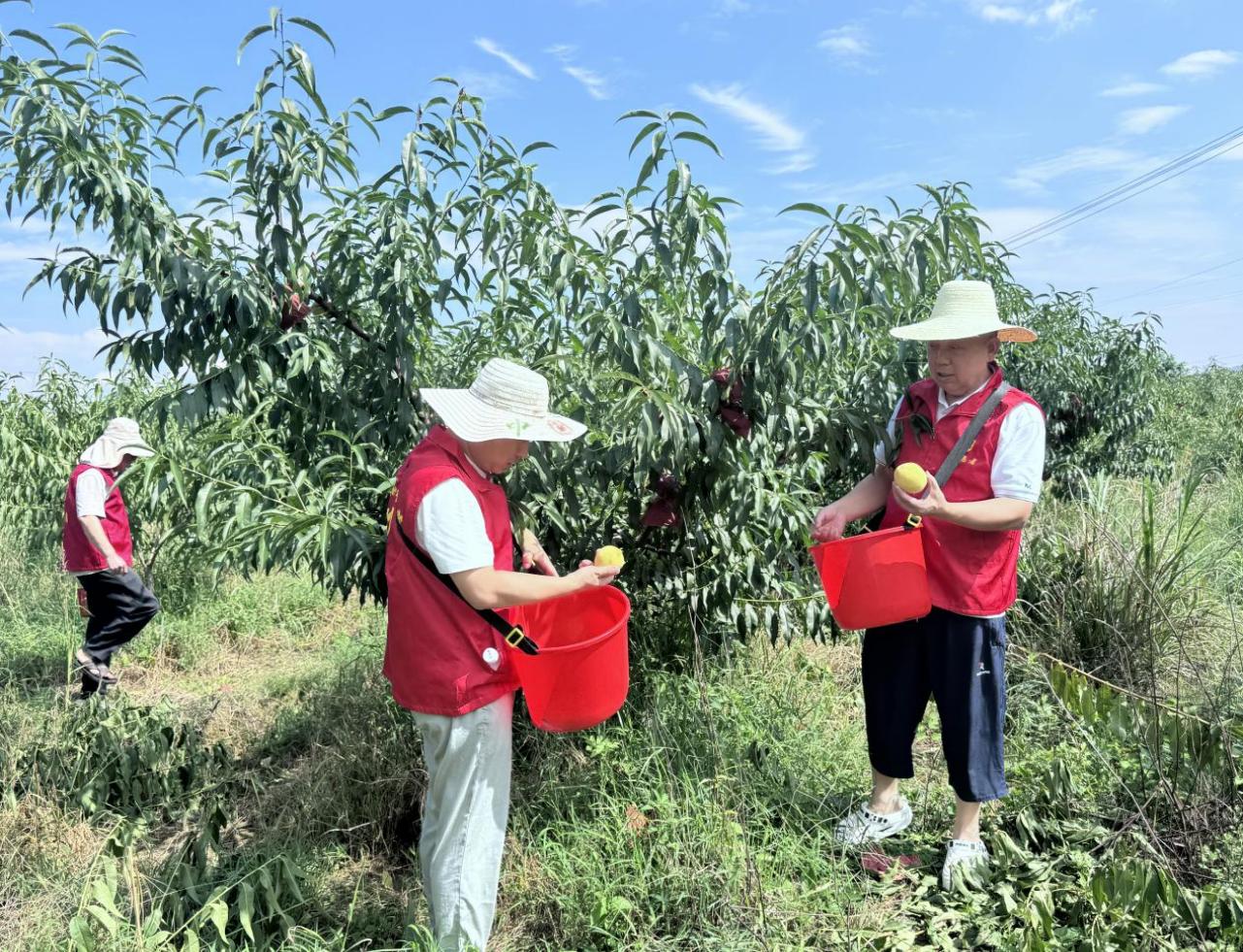 通城縣煙草專賣局志願者協助採摘黃桃