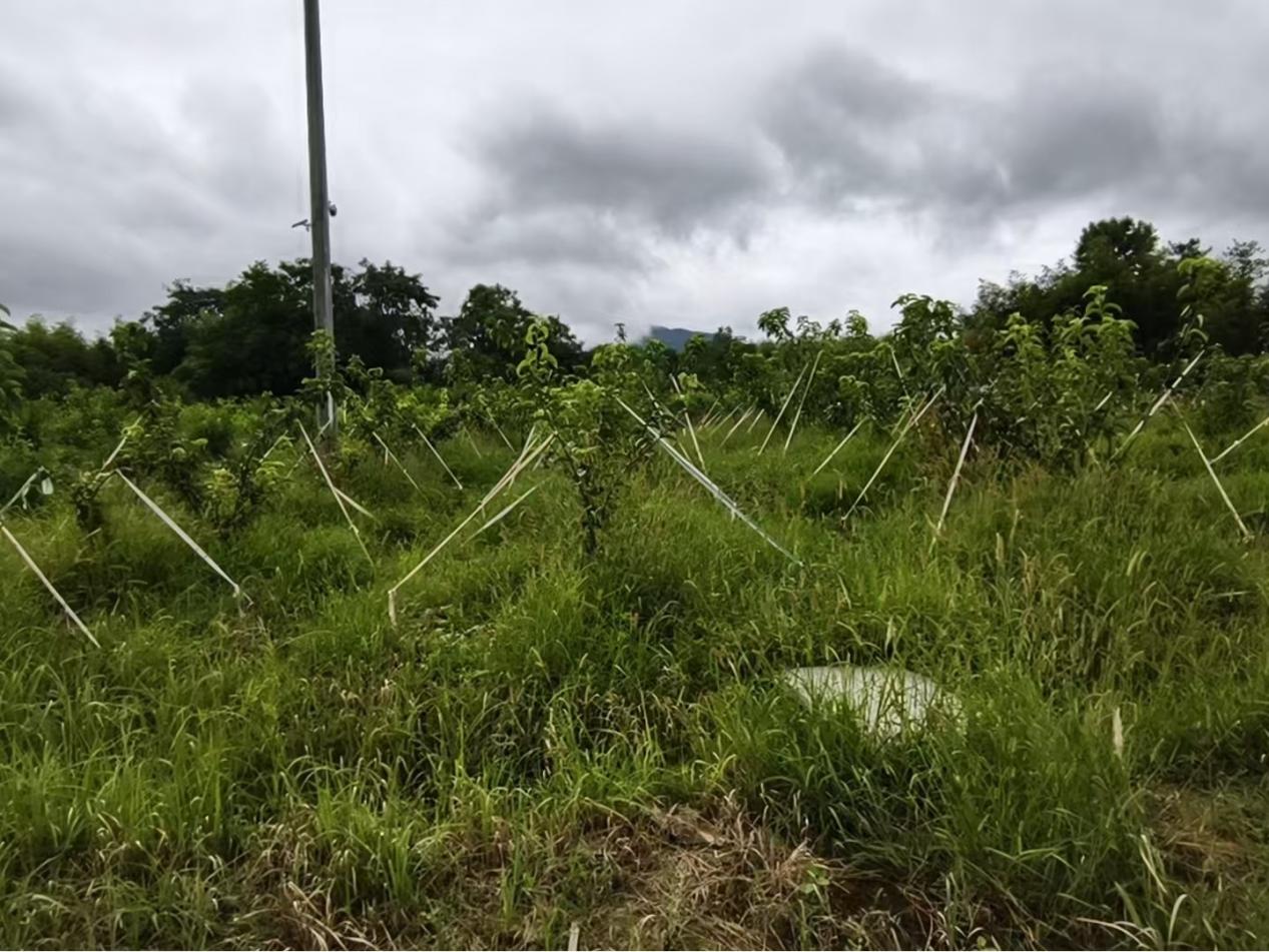 黃桃產業基地第二期果木栽培