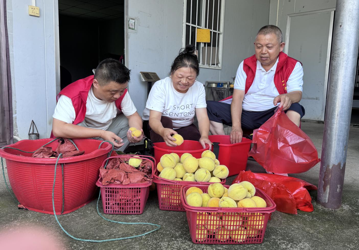 通城縣煙草專賣局志願者幫助村民分揀黃桃