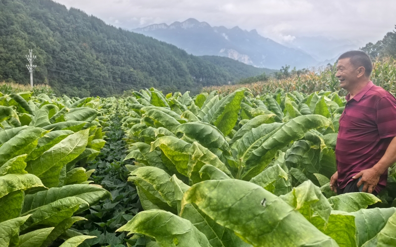 “煙葉+紅薯”同期套種實現共生共榮。