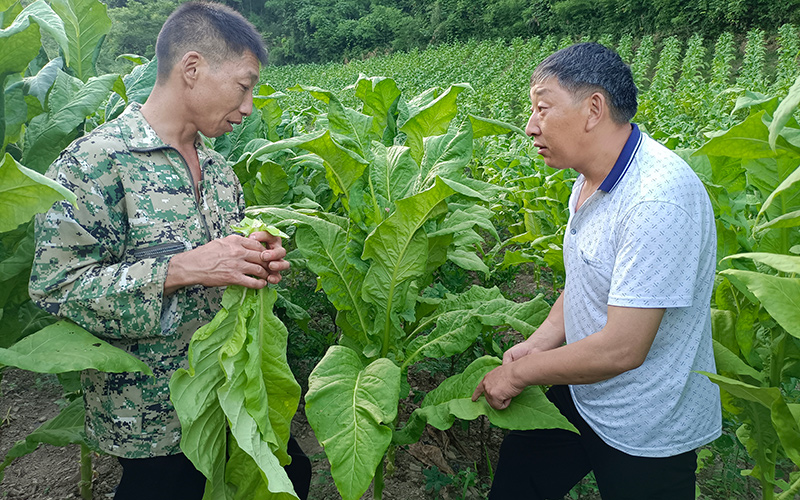 烟技员在“田间微课堂”为烟农讲解鲜烟叶成熟度判定标准。龚铭铭摄