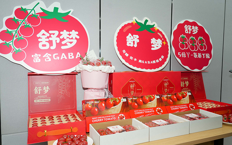 番茄新品種“舒夢”