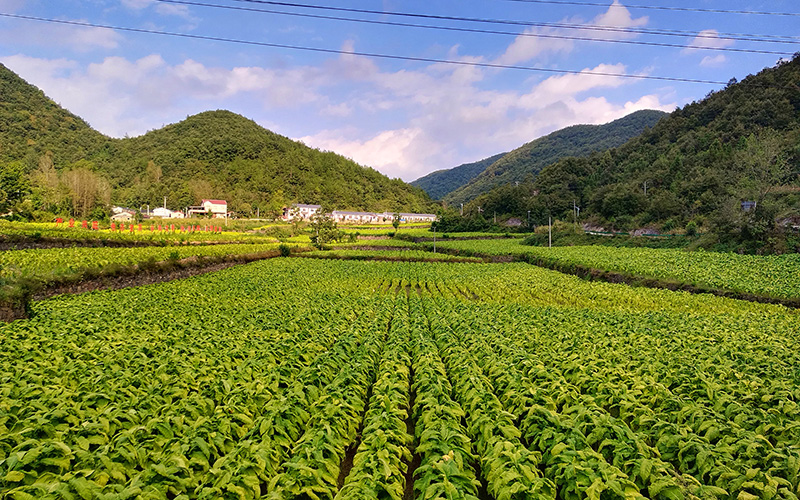 阳太坪村烟区