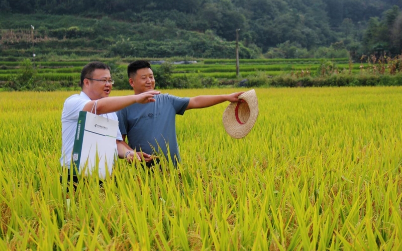 邮储银行湖北省分行全力服务粮食收储工作。