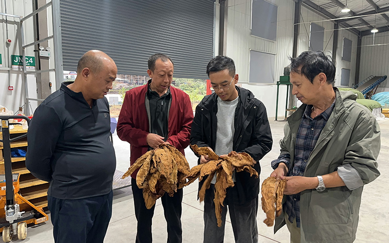 工作人員指導煙農開展預分選。