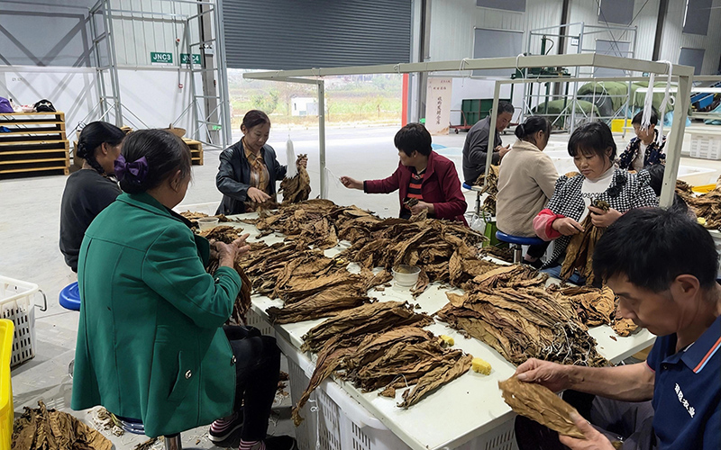 工人開展集中預分選。