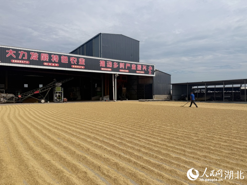 萬兩農業空地上晒著糧食。人民網記者 周恬攝