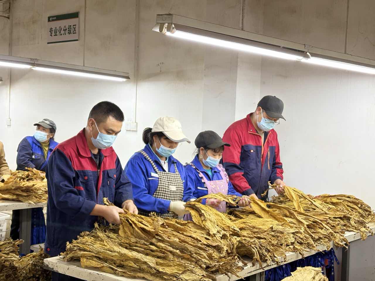 煙葉分級現場。姚森崇攝