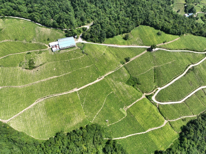 竹山縣煙田航拍圖。涂途攝