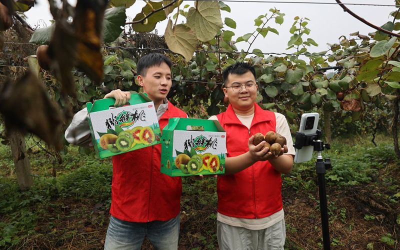 廣水煙草志願者在田間直播銷售獼猴桃。