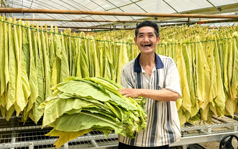 仁和坪村煙農滿含笑意收煙葉。