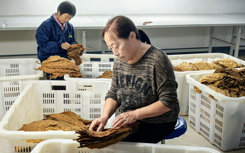 村級合作社分級隊員進行煙葉初分級。
