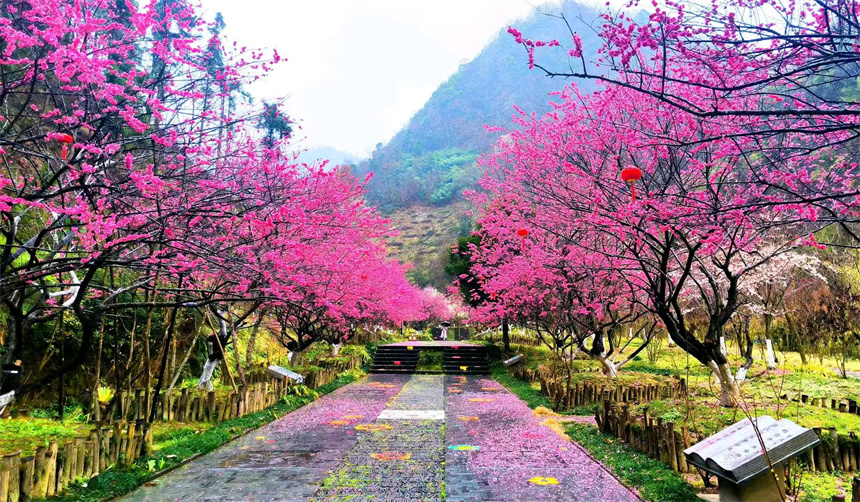 湖北十堰竹山梅花谷多元文旅迎客来【2】