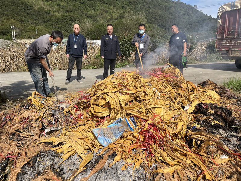 十堰市房縣中壩煙葉收購站組織開展廢棄煙葉集中銷毀工作。