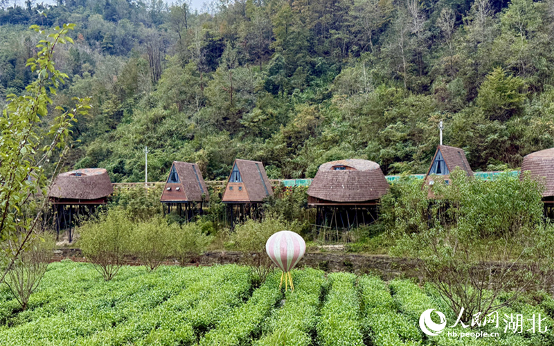 黄花沟村茶园旁的特色民宿。人民网记者 周恬摄