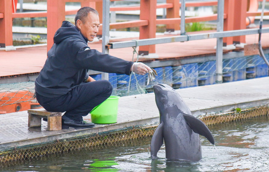 湖北長江天鵝洲白鱀豚國家級自然保護區。黃志剛 攝