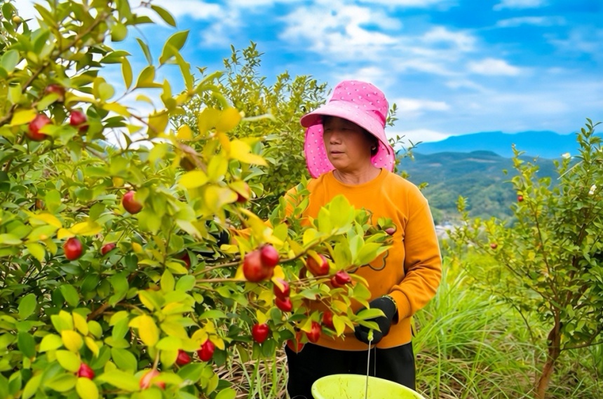 油茶林迎来丰收季