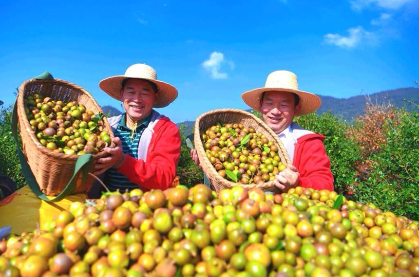 油茶林喜迎丰收