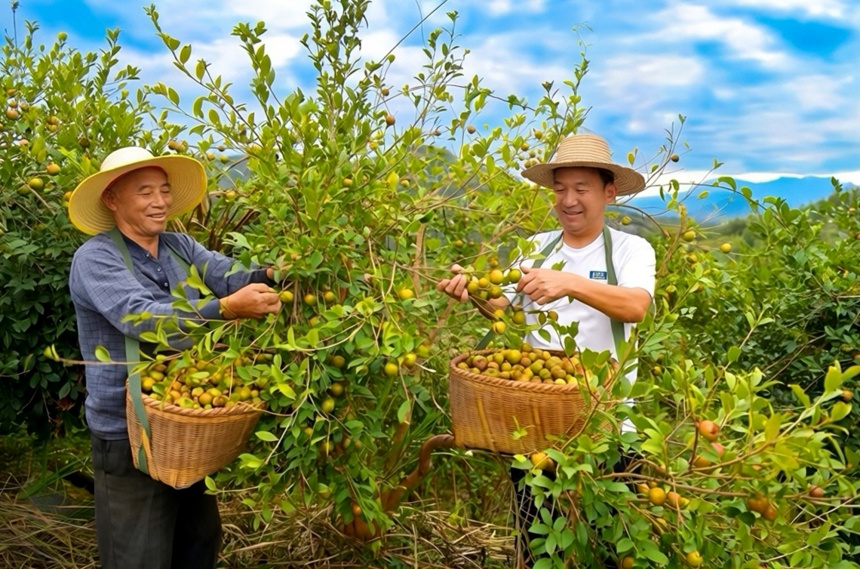 油茶林迎来丰收季