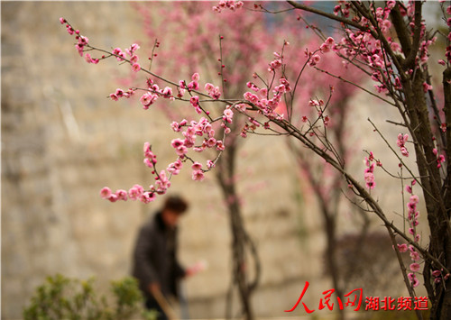 名园丁在风景长廊里为进入花期的红梅树培土